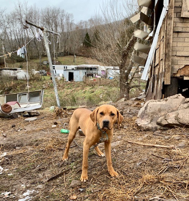 Bear Before New Fencing