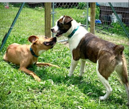 thumbnail_Bear after new fencing