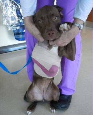 thumbnail_Copy of Squiggles - PAWS Fund